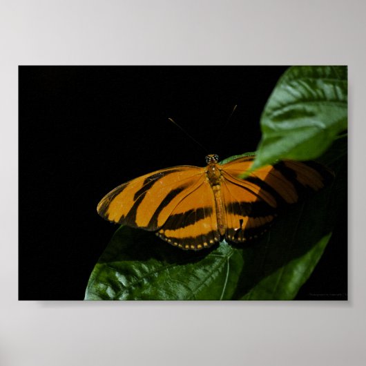 Dryad Print (Voorkant)