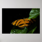 Dryad Print (Voorkant)