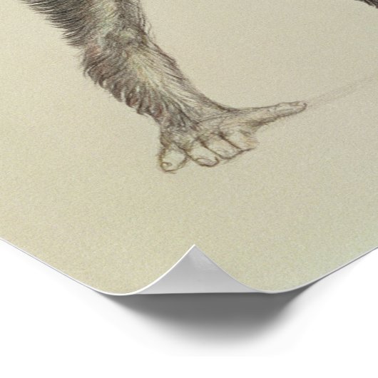 Dryopithecus Afrianus Poster (Hoek)