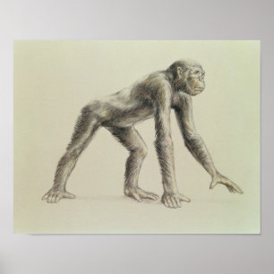 Dryopithecus Afrianus Poster
