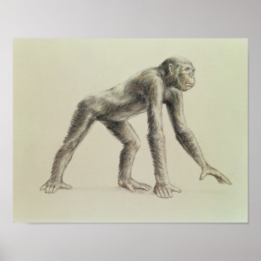 Dryopithecus Afrianus Poster (Voorkant)