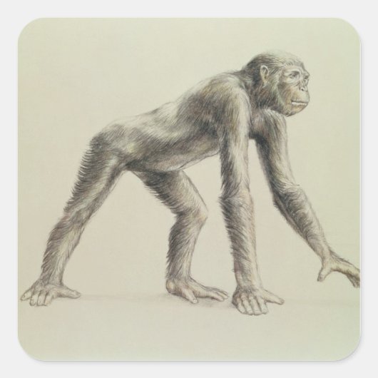 Dryopithecus Afrianus Vierkante Sticker (Voorkant)
