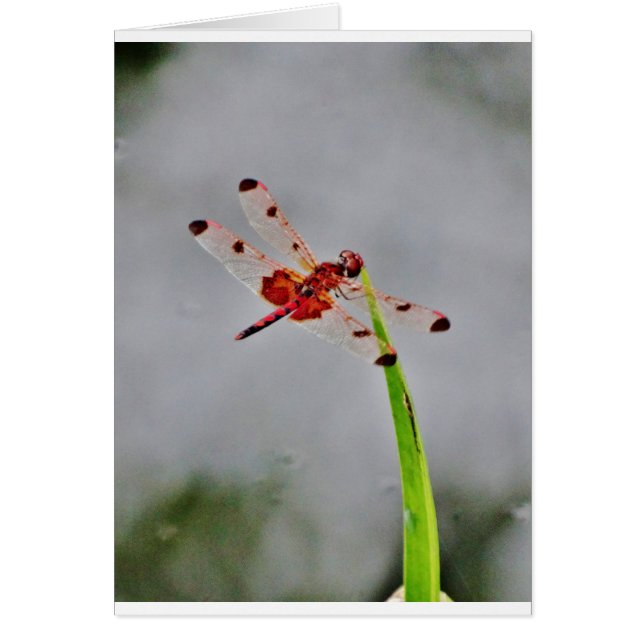 DSC00029.JPG (Voorkant)