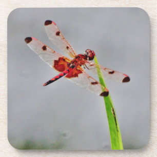 DSC00029.JPG ONDERZETTER