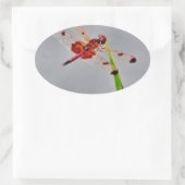 DSC00029.JPG OVALE STICKER (Tas)