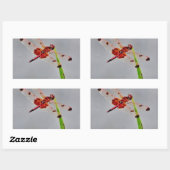 DSC00029.JPG RECHTHOEKIGE STICKER (Vel)