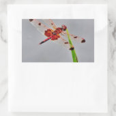 DSC00029.JPG RECHTHOEKIGE STICKER (Tas)