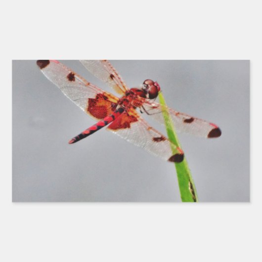 DSC00029.JPG RECHTHOEKIGE STICKER (Voorkant)