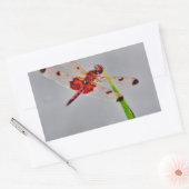 DSC00029.JPG RECHTHOEKIGE STICKER (Envelop)