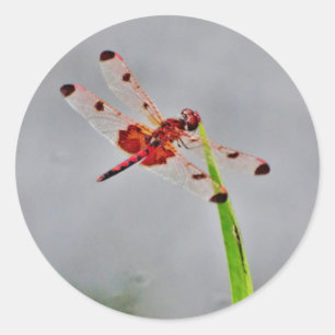 DSC00029.JPG RONDE STICKER