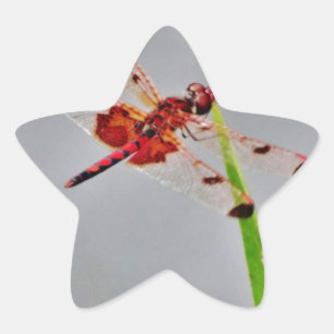 DSC00029.JPG STER STICKER