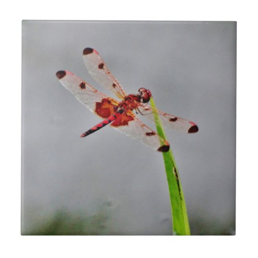 DSC00029.JPG TEGELTJE (Voorkant)