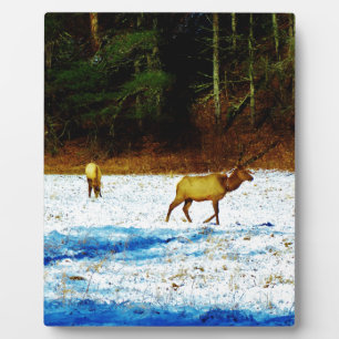 DSC00131.JPG FOTOPLAAT