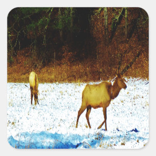 DSC00131.JPG STICKER