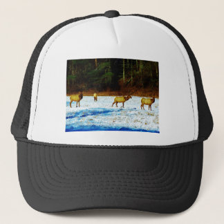 DSC00131.JPG TRUCKER PET