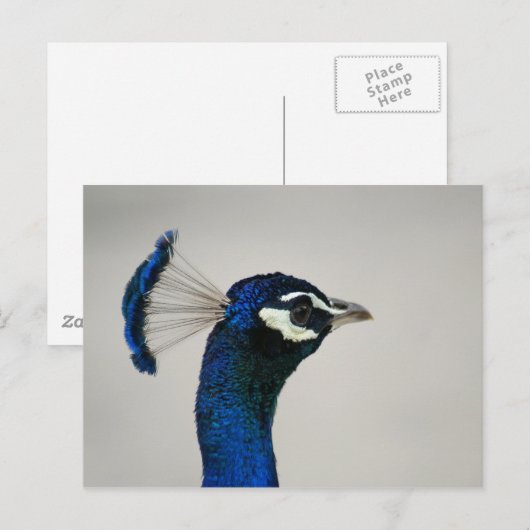 DSC00292 BRIEFKAART (Voorkant / Achterkant)