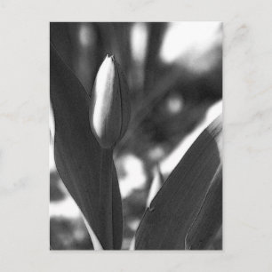 DSC02422 c Briefkaart