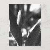 DSC02422 c Briefkaart (Voorkant)