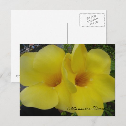DSC03203, Allamandra Flowers - Cus... - GEPERSONAL Briefkaart (Voorkant / Achterkant)