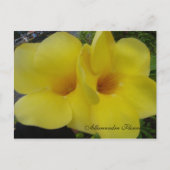 DSC03203, Allamandra Flowers - Cus... - GEPERSONAL Briefkaart (Voorkant)