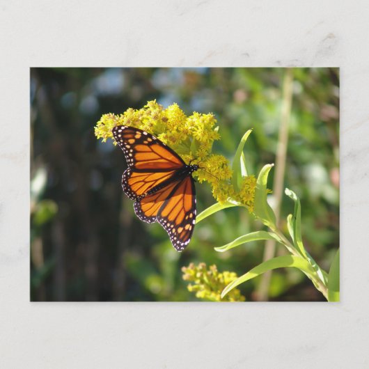 DSC05261 BRIEFKAART (Voorkant)