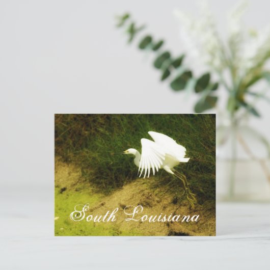 DSC08779bb, Zuid-Louisiana Briefkaart (Staand voorkant)
