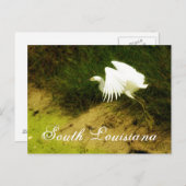 DSC08779bb, Zuid-Louisiana Briefkaart (Voorkant / Achterkant)