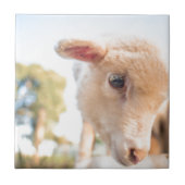 _DSC2491 TEGELTJE (Voorkant)