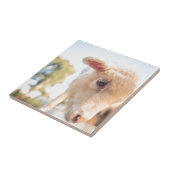 _DSC2491 TEGELTJE (Zijkant)