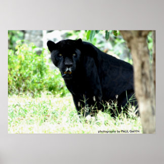 DSC_0235, fotografie door PAUL GAVIN Poster