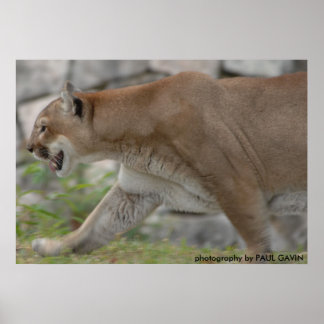 DSC_0254, fotografie door PAUL GAVIN Poster