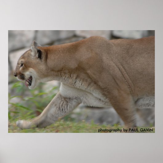 DSC_0254, fotografie door PAUL GAVIN Poster (Voorkant)