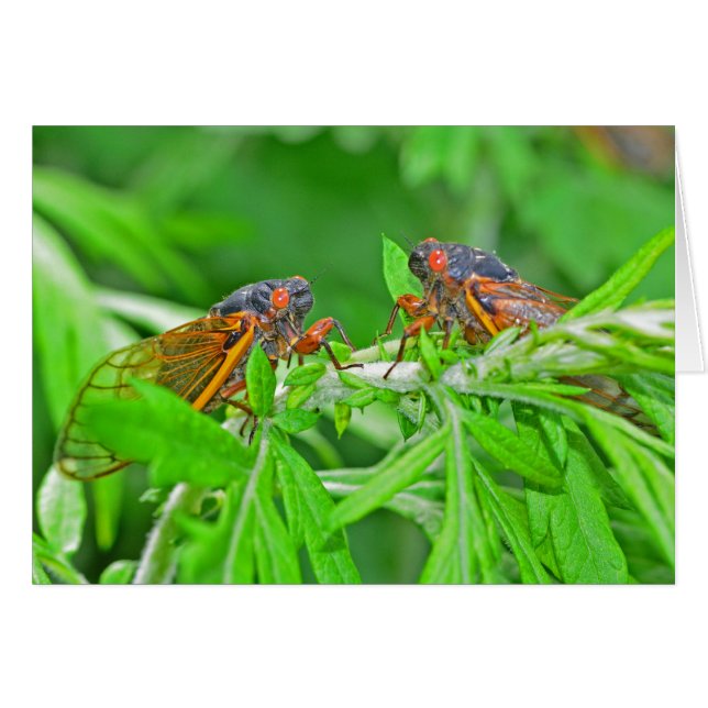 DSC_3480ps.jpg (Voorkant Horizontaal)