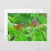 DSC_3480ps.jpg Briefkaart (Voorkant / Achterkant)