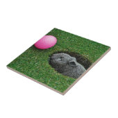 DSCF0652.JPG TEGELTJE (Zijkant)