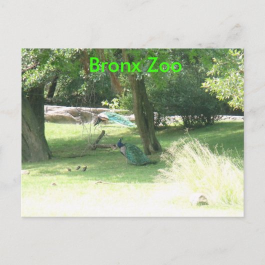DSCF2638, Bronx Zoo Briefkaart (Voorkant)