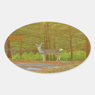 DSCF4041.JPG OVALE STICKER