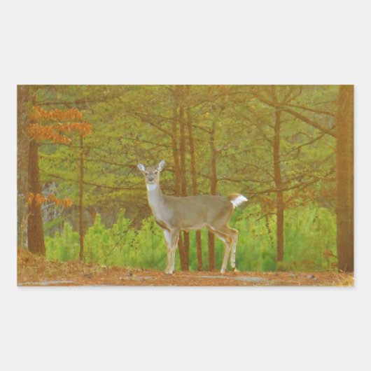 DSCF4041.JPG RECHTHOEKIGE STICKER (Voorkant)