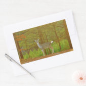 DSCF4041.JPG RECHTHOEKIGE STICKER (Envelop)