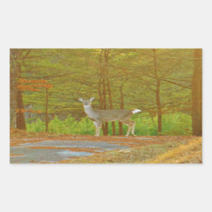 DSCF4041.JPG RECHTHOEKIGE STICKER