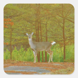 DSCF4041.JPG VIERKANTE STICKER