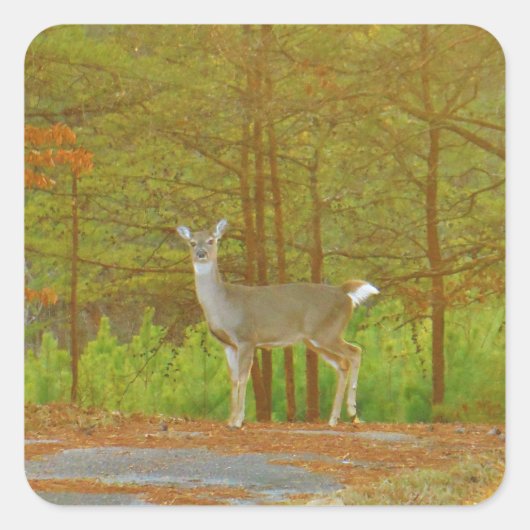 DSCF4041.JPG VIERKANTE STICKER (Voorkant)