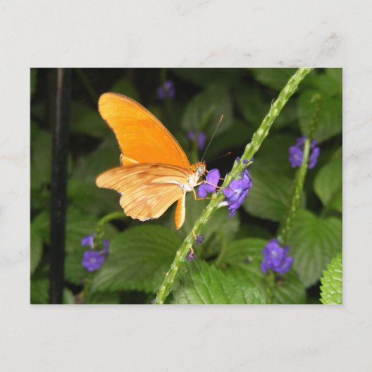 DSCF9699 BRIEFKAART (Voorkant)