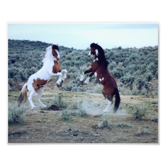 Dualing Wild Mustangs - Paardenslagfoto Foto Afdruk (Voorkant)