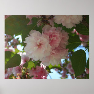 Dubbel Bloeiende Kersenboom I Lente Bloemen Poster
