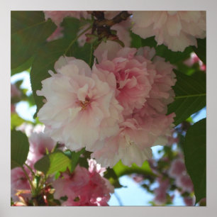 Dubbel Bloeiende Kersenboom I Lente Bloemen Poster