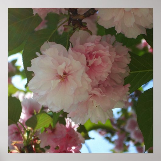 Dubbel Bloeiende Kersenboom I Lente Bloemen Poster (Voorkant)