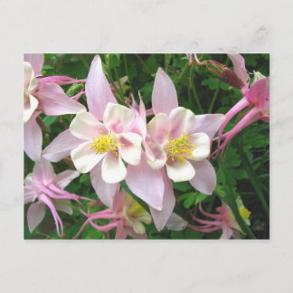 Dubbel Columbine Briefkaart