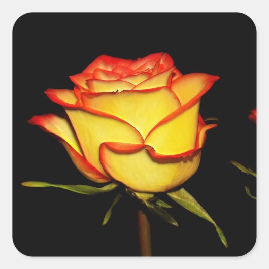 Dubbel rood en geel Rose Bloom Vierkante Sticker (Voorkant)
