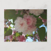 Dubbelbloeiende Cherry Tree I Spring Floral Briefkaart (Voorkant)